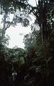RWT 0011 001-09 Hawaii Jungle